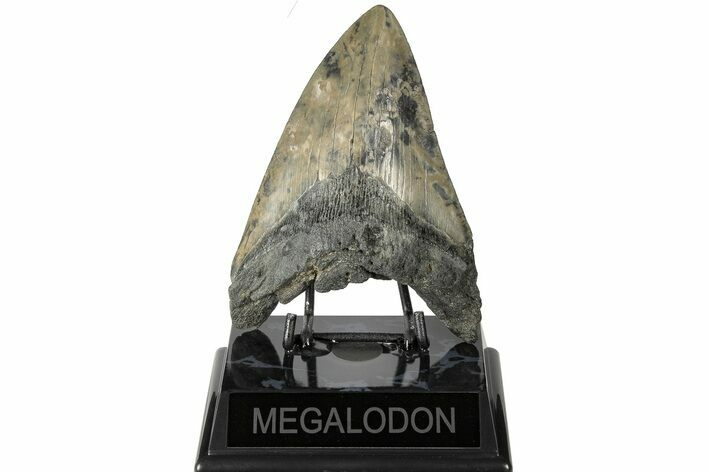 Fossil Megalodon Tooth - South Carolina #168225